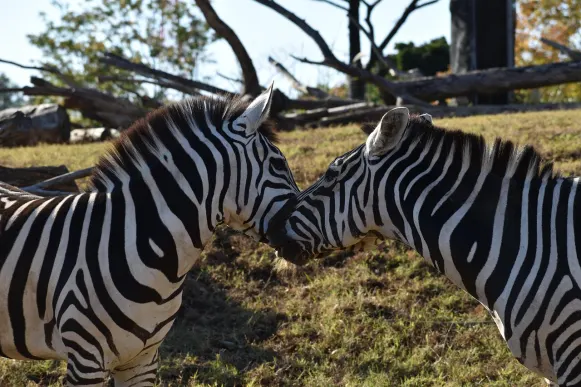 Jet10 Casino Assistance